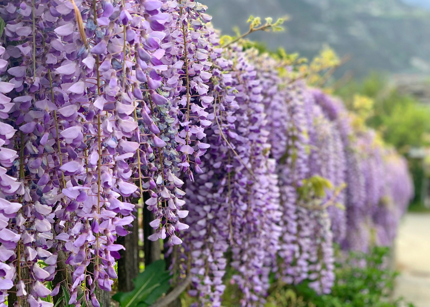 Fleurs au cœur du Valais